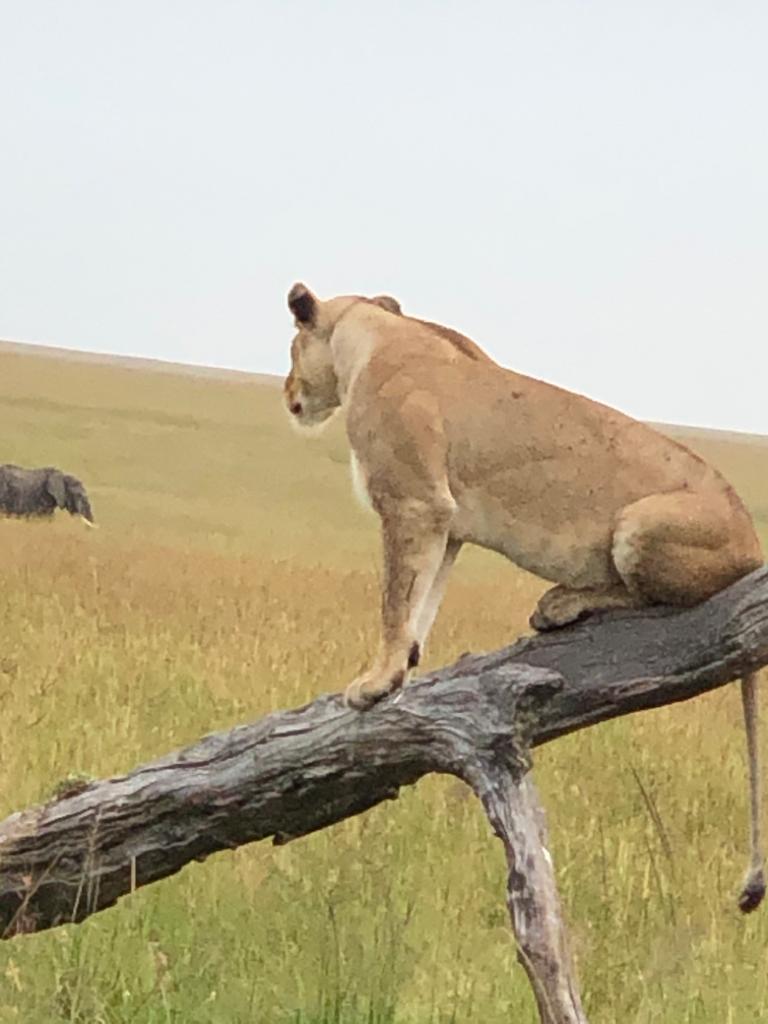 Cheetah resting on tree branch during African safari