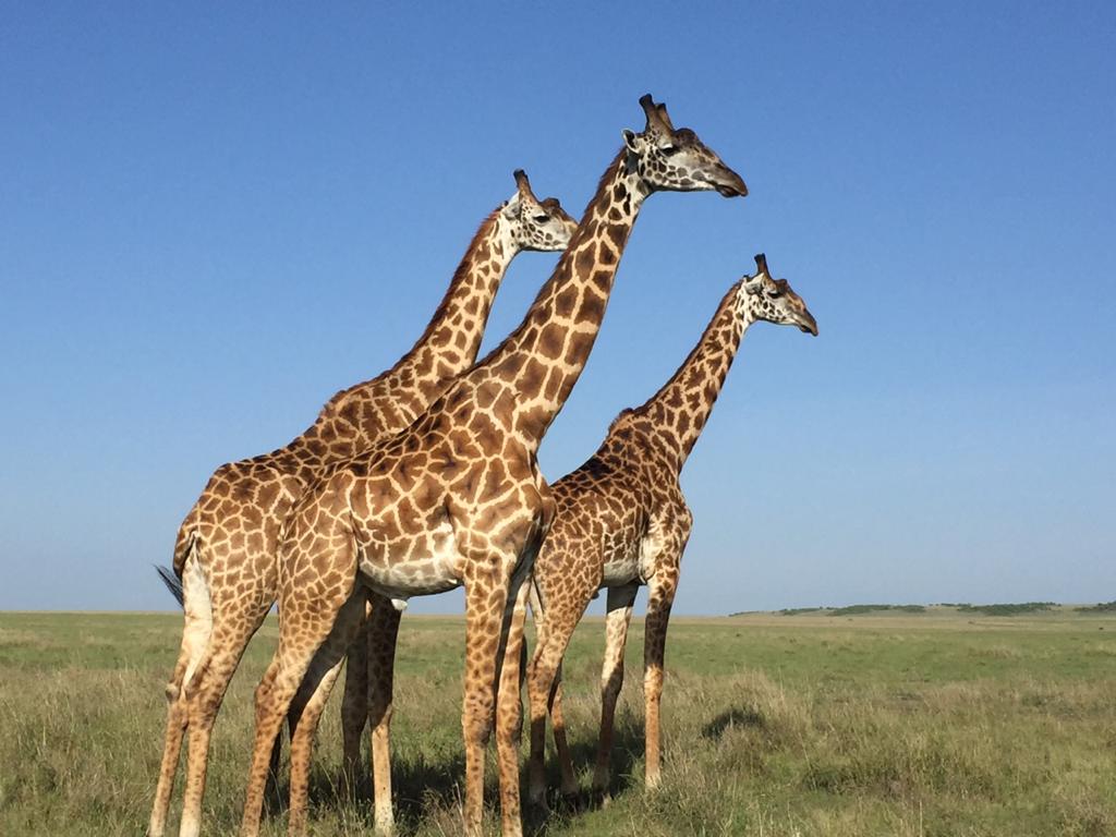 Group of giraffes walking through Kenyan savannah