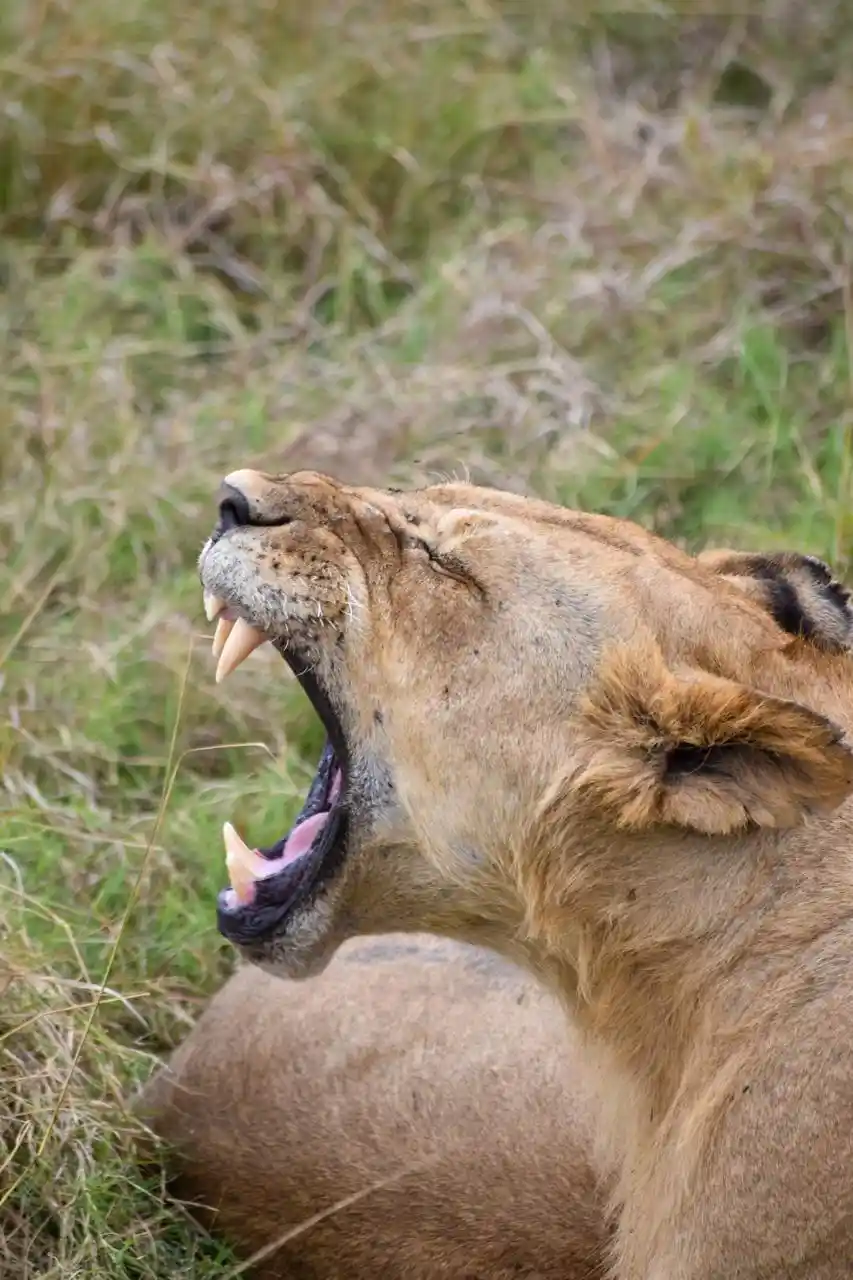 Lion