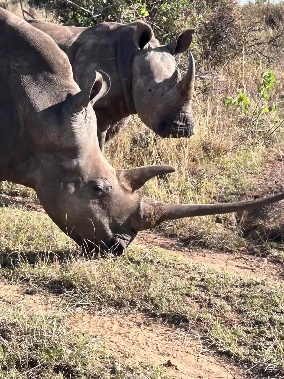 Rhino