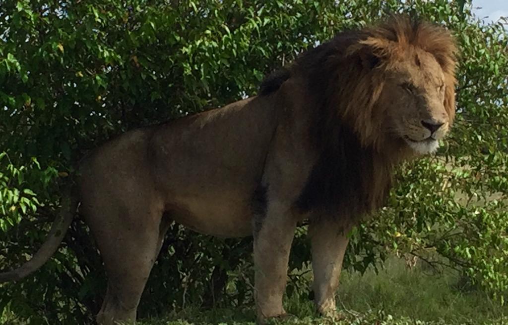Male lion portrait in Kenyan wilderness