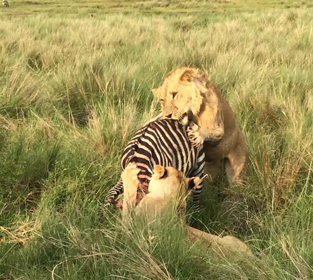 Lion hunting zebra in the African wilderness