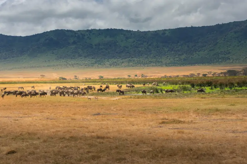 The savannah
