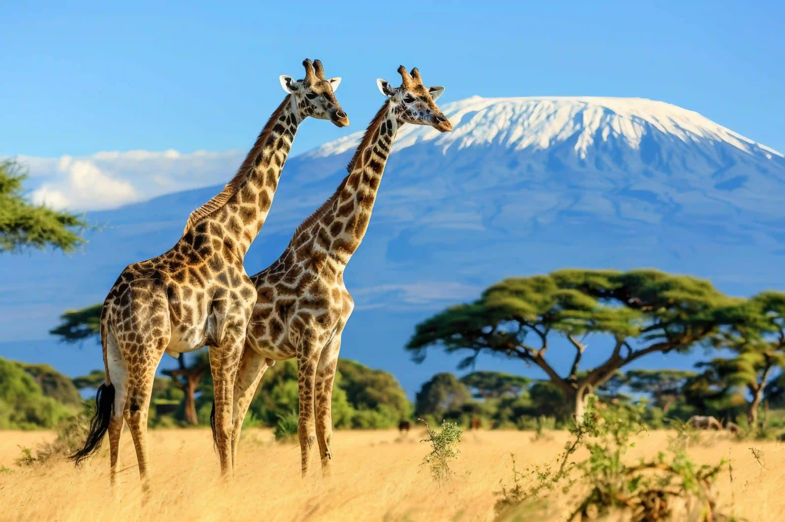 Close-up giraffe encounter on a Kenya wildlife safari
