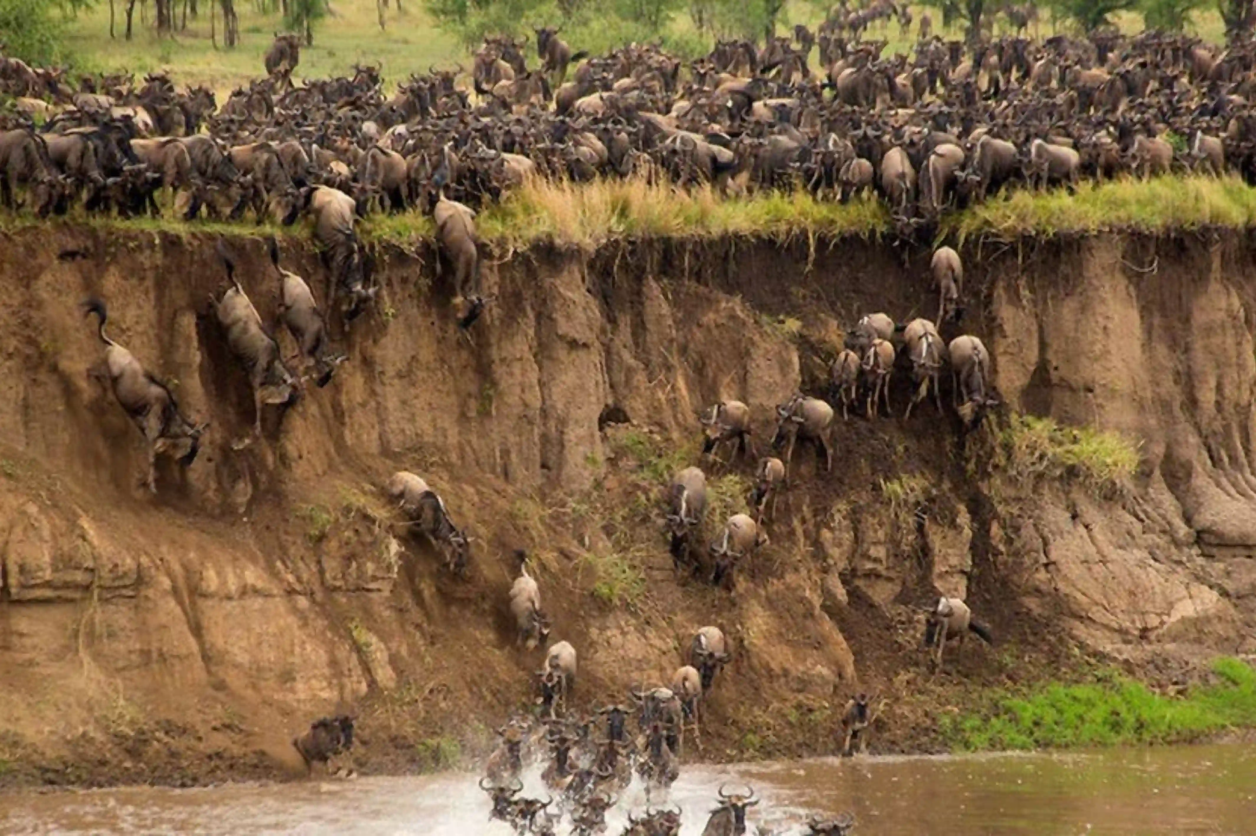 Wildebeests crossing river during Great Migration in East Africa